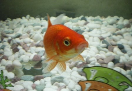 My gold fishes - animal, nice, gold, fish, love