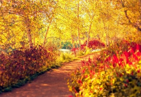 Path to Autumn - pretty, path to autumn, fantastic, amazing, great, forest, leaves, path, stunning, golden, nice, outstanding, super, way, woods, sun, sunlight, trees, beautiful, tree, wonderful, colorful, nature, marvellous, season, picture, awesome, autumn, skyphoenixx1, adorable, wallpaper