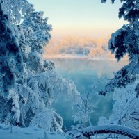 Frozen Winter Trees