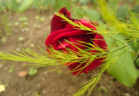 Red rose - nature, summer, red, green, rose