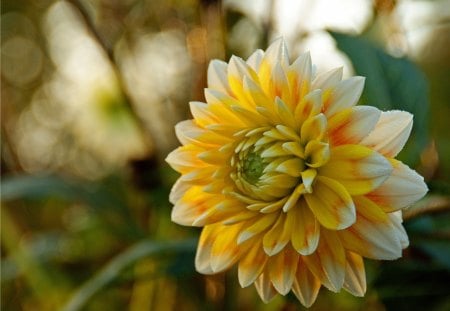 Wet Flower - nature, wet, flower, beautiful