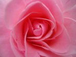 Pink rose