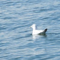 Seagull bird on the blue lakes