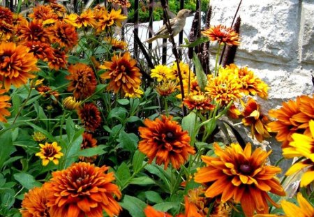 Garden - garden, flower, yellow, bird