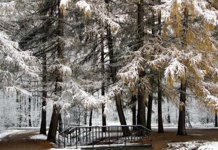 Winter - trees, winter, park, bridge