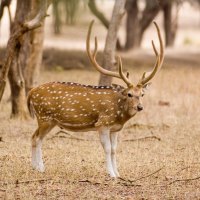 Spotted Deer