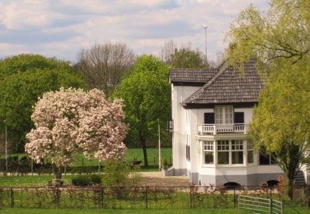 Spring - white, sky, blossom, house, tree, abstract