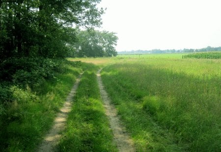 Path - trees, nature, fields, green, grass, sky