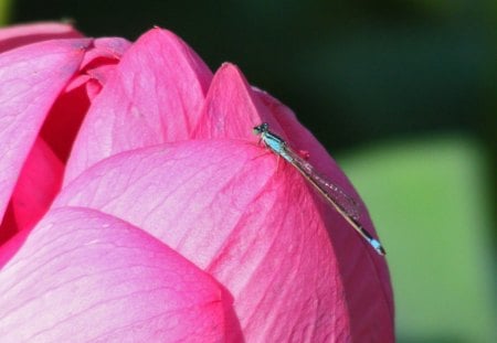 THE DRAGON AND THE LOTUS FLOWER - lotus, insects, dragonflies, buds, pink