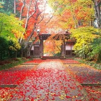 Autumn in Japan