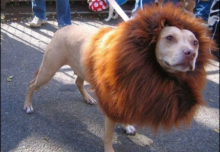 Funny-Lookin' Dog - dogs, funny, lion, animals