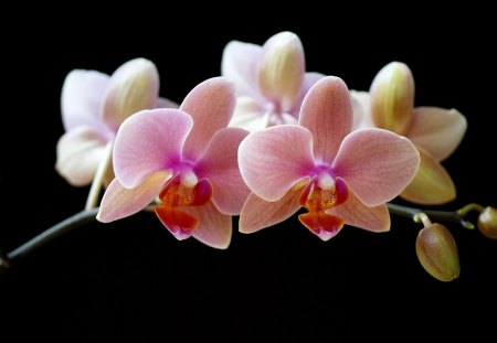 Orchid - nature, petal, flower, orchid