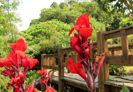 Wood railings trails - flowers, trails, railings, wood