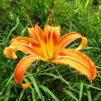 Hemerocallis fulva