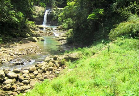 Forest waterfall - grasses, waterfall, streams, forest, rocks