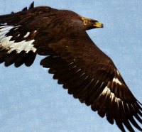 Golden Eagle 1