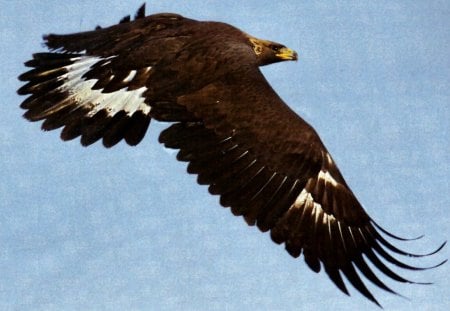 Golden Eagle 1 - bird, avian, photography, photo, raptor, wide screen, animal, golden eagle, wildlife