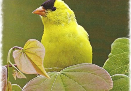 Goldfinch up Close - bird, animal, avian, photography, goldfinch, photo, wildlife