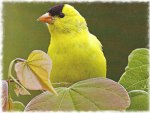 Goldfinch up Close