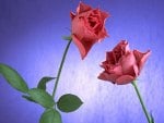 Two Lovely Roses