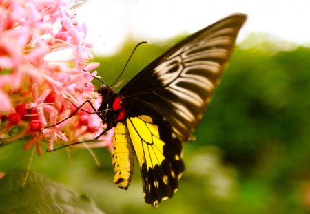 Pretty Wings - wings, butterfly, pretty, colourful