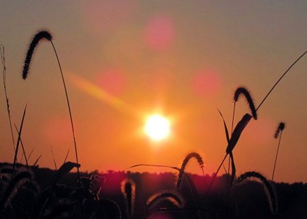 Sunsets Make Everything Glow - sunset, nature, weeds, grass, sky