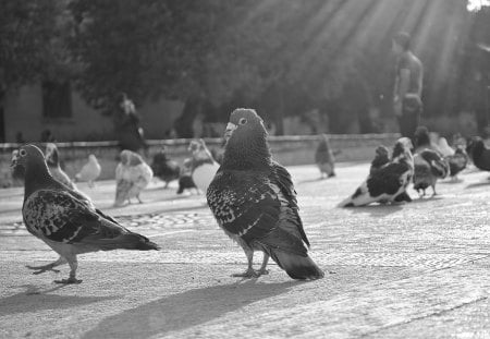 Dove land - city, doves, sunrays, birds