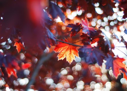 Beautiful Autumn - maple, leaves, branches, macro, nature, wood, timber, autumn