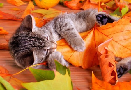 Come and play with me, Carmen! :P - autumn, cat, leaf, funny, yellow, play, red, animal, orange, cute