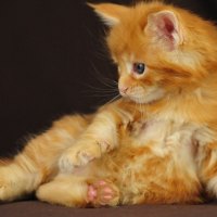 just a kitty