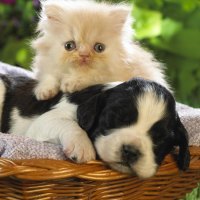 cute friends in a basket