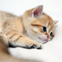little kitty