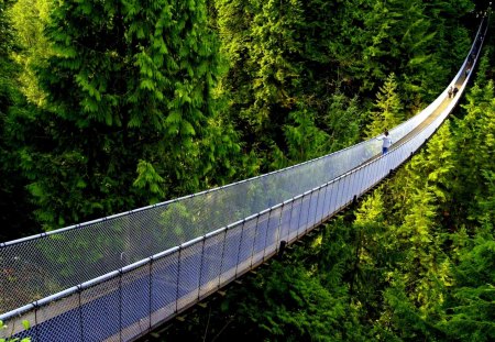 HANGING BRIDGE - hanging, forest, nature, bridge