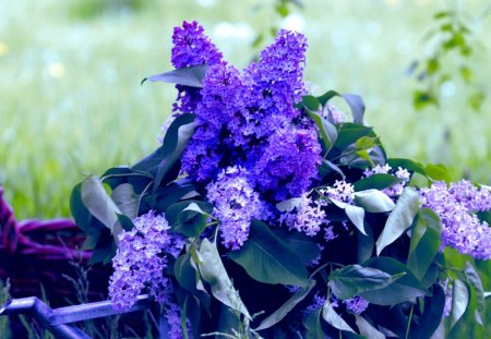 LILAC - flowers, basket, lilac, nature