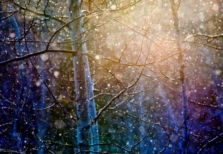 SNOW FALL - branches, forest, trees, winter, snow fall