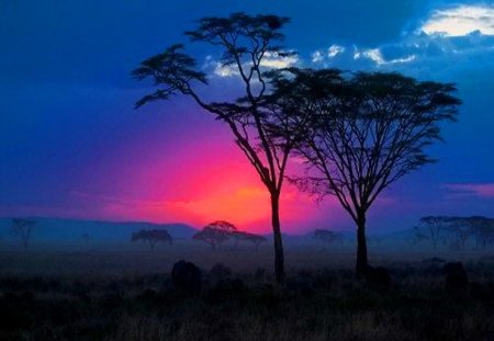 Evening's last light - clouds, blue, evening, pink, tree, sky