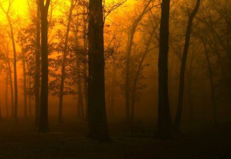 GOLDEN NIGHT - trees, sunset, nature, fog, night