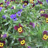 Flowers at Cold Lake Alberta