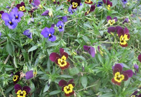 Flowers at Cold Lake Alberta