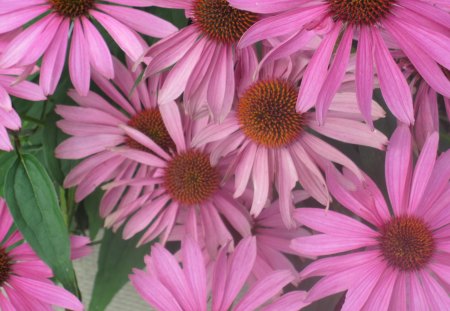 Pink Daisies at Cold Lake Alberta  - pink, photography, green, daisy, flowers