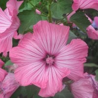 Pink Petunias at Cold Lake Alberta 08