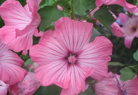 Pink Petunias at Cold Lake Alberta 08 - pink, photography, petunias, green, flowers