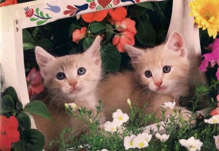 Tabby kittens - tabby, twins, box, kittens, flowers, cute