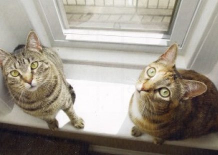 Tabby cats - tabby, cats, sill, window