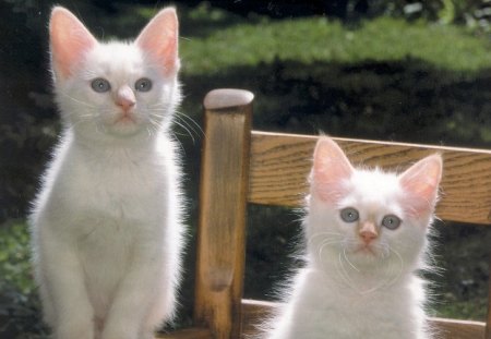 White cats - twins, cats, yard, paws, chair