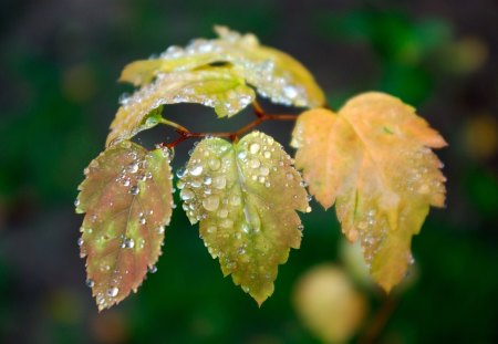 Leaftop Liquid Trap