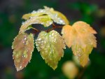 Leaftop Liquid Trap