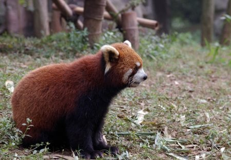 Red Panda - panda, zoo, sitting, red