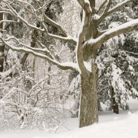 White Trees