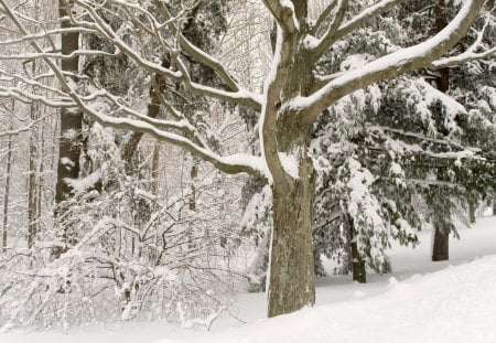 White Trees - white, forest, trees, snow